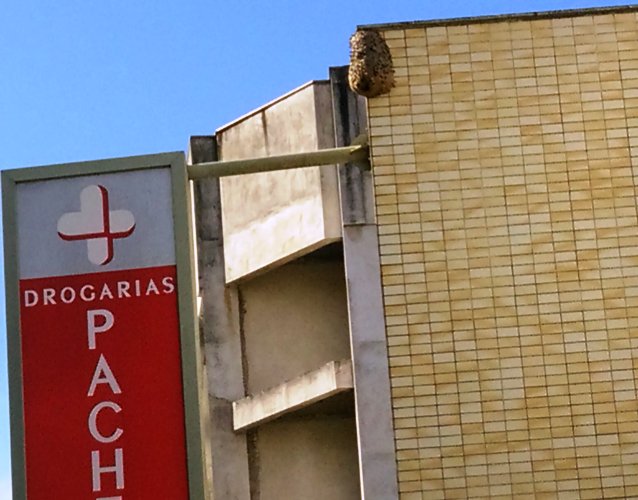 Perigo: abelhas fazem casa em prédio de drogaria, no Centro