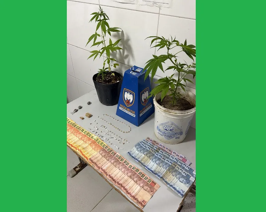 Pés de maconha e drogas embaladas apreendidas em Linhares