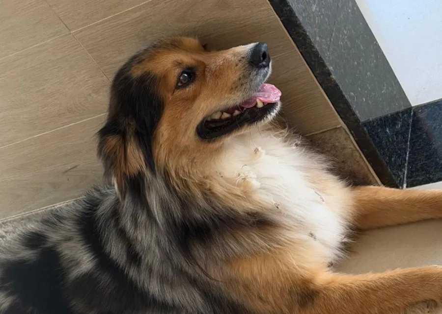 Ele apareceu! Olha só a cara de sapeca do Thor. “Que aconteceu, cara?”