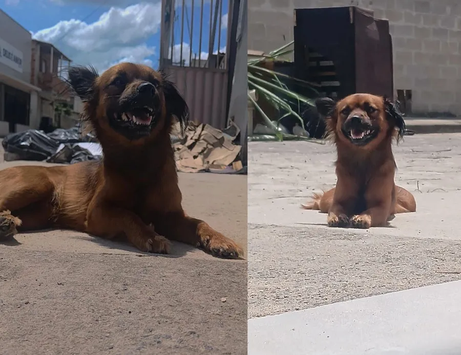 Amora se desespero com fogos e foge no Nova Esperança. Garotinha pede ajuda