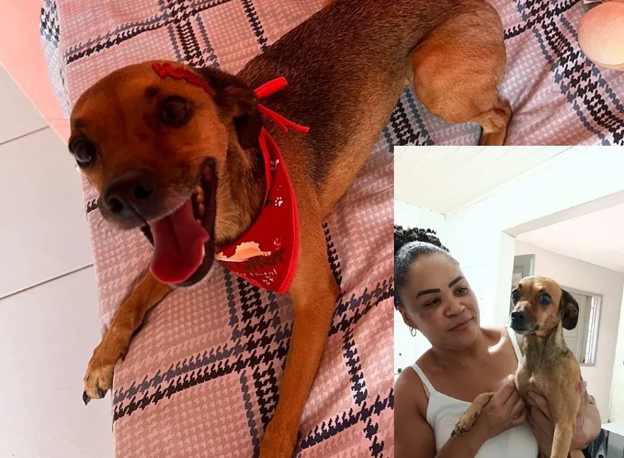 Miúcha: Encontrada outra doguinha que sumiu na hora dos fogos do jogo do Brasil em Linhares