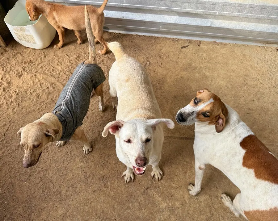 50 doguinhos aguardam adoção no Bem-Estar Animal de Linhares