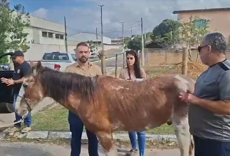 Cavalo em situação de magreza extrema é resgatado em Guarapari
