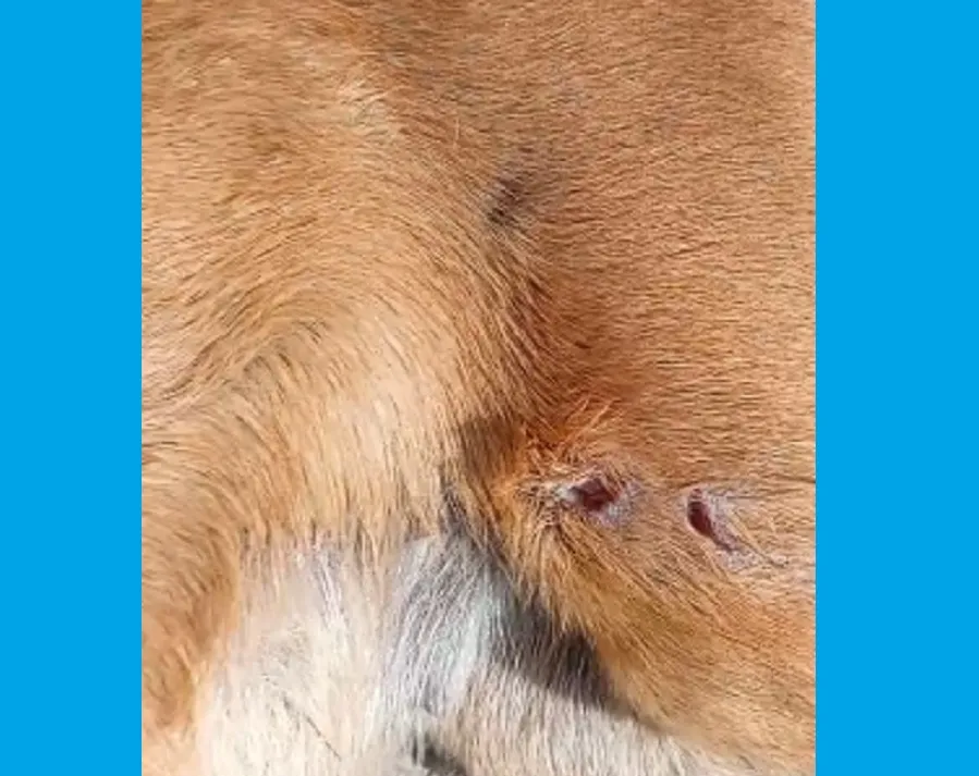 Cachorros baleados e esfaqueados na região de Pontal/Urussuquara. Um morreu