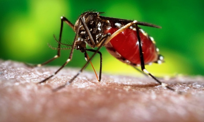 Sábado com mutirão contra a dengue, no bairro Planalto