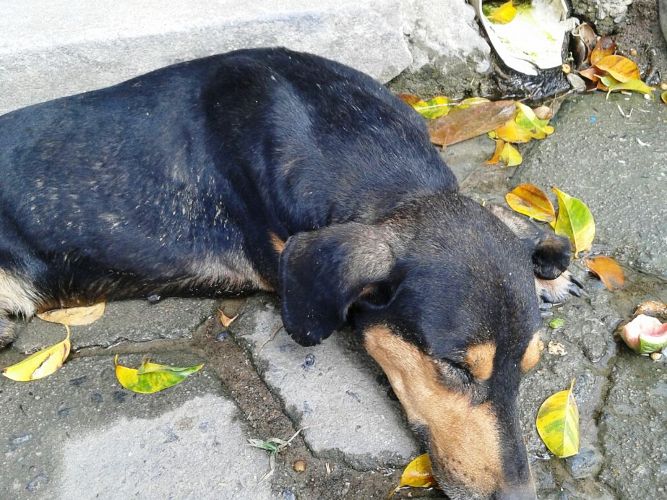 Cachorro com cinomose é abandonado pelo dono para morrer na rua