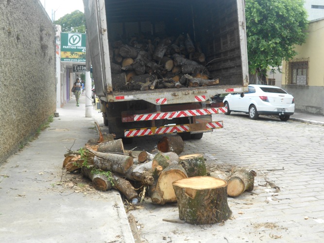 Cena da cidade: árvore cortada em imóvel, no Centro