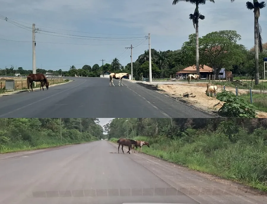Cavalos seguem na Estrada de Povoação e Pontal, Linhares
