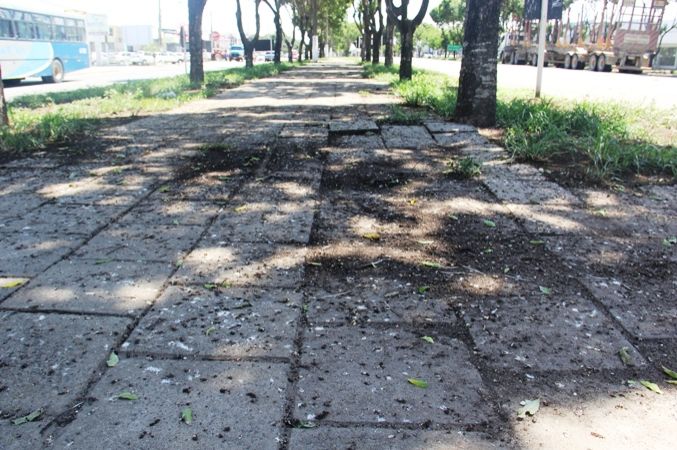 Zenilton Custódio: cocô de andorinhas desafia prefeitos