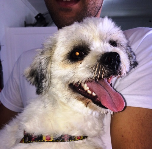Família encontra cachorrinho e pede ajuda para devolvê-lo ao dono