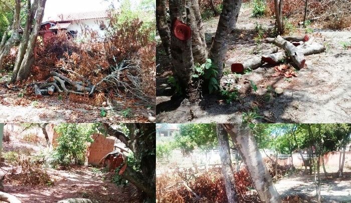 Internauta reclama de poda de árvores no Pontal