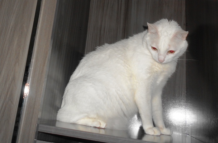 Hoje até às 17 horas: É hora de proteger cães e gatos contra a raiva em Linhares