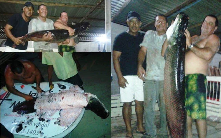 Amigos fisgam peixe de quase dois metros no Farias. E nem foi com rede