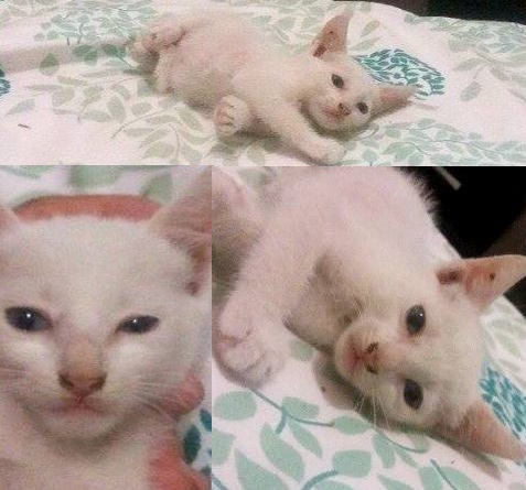 Gata com filhotes para adoção: pura fofura