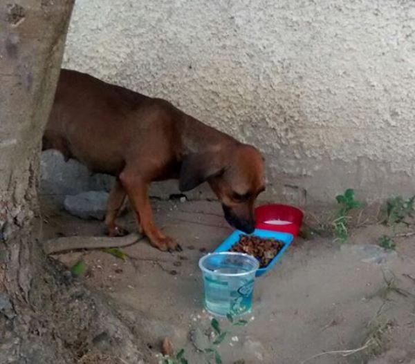 Crueldade no Interlagos: cadela é abandonada em frente à escola. ONG acionará o MP
