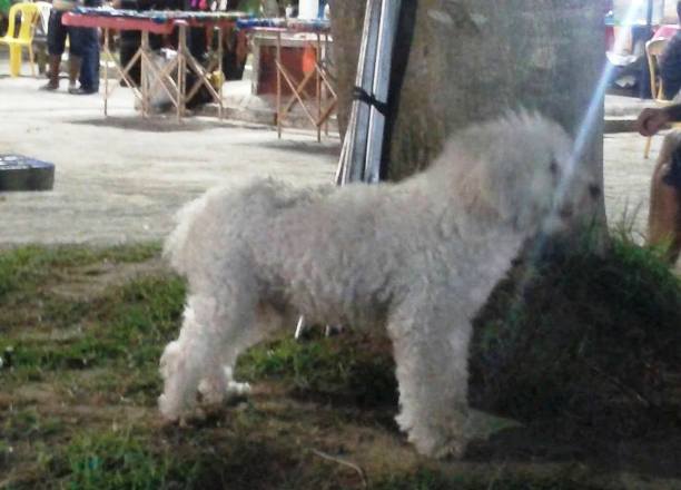 Quem é o dono desse Poodle?