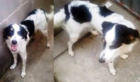 Doi ter que fazer isso, diz dono desse lindo cachorro de estimação. Confira a história