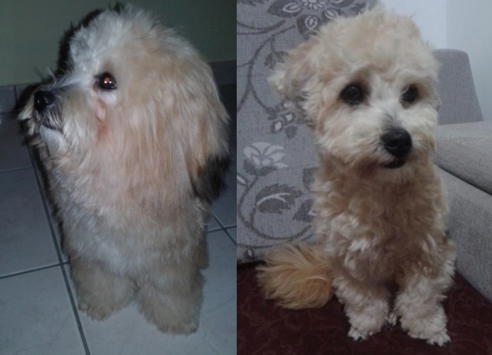 Olhe o que fizeram com o Leão. Dona diz que não autorizou e responsável pelo pet rebate
