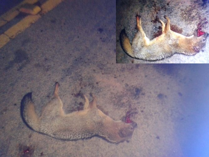 Internauta envia fotos de animal morto na Estrada do Pontal