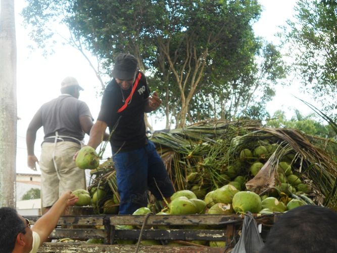 Quem quer, faz! Coco in natura chama a atenção de consumidores no bairro Conceição
