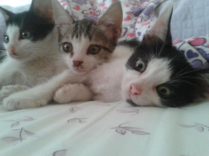 Internauta salva gatinhos no Movelar e procura donos para os bichanos