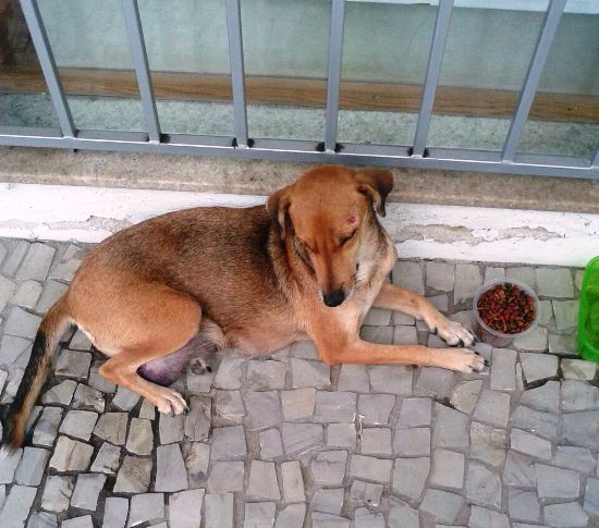 S.O.S animal: cachorrinha atropelada pede socorro no Centro de Linhares