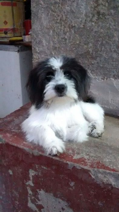 Alegria! Beethoven já está de volta ao lar