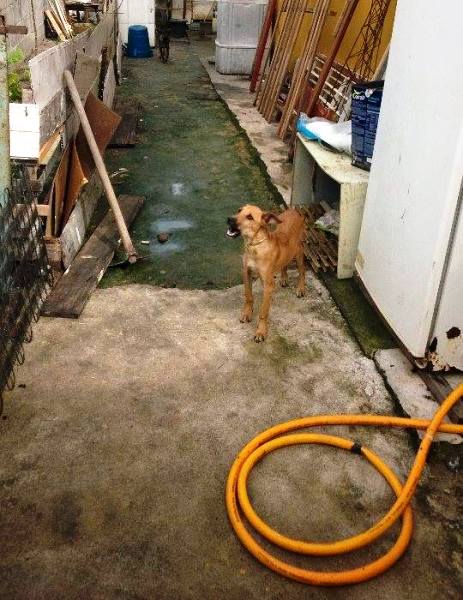 Maldade: moradores denunciam espancamentos de cachorros no Araçá