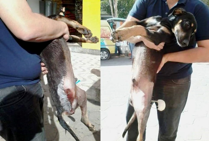 Internauta pede ajuda urgente para tratar cachorro atropelado por ônibus