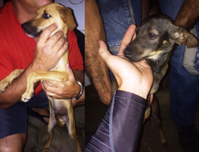 Voluntários resgatam animais em residência no Aracá: um estava expelindo sangue de tanto apanhar
