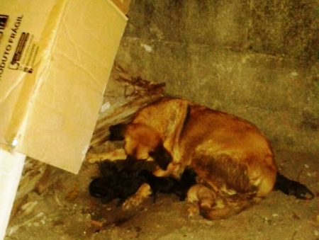 Após abandono, maus tratos e estupro, Tina consegue lar. Agora enfrenta outra luta
