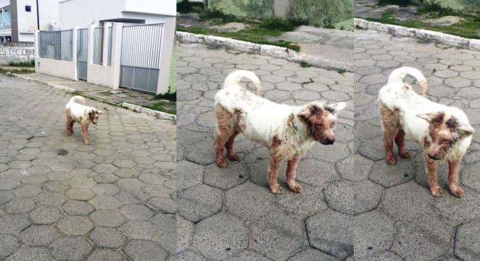 S.O.S: Cachorro debilitado vaga pelas ruas do BNH