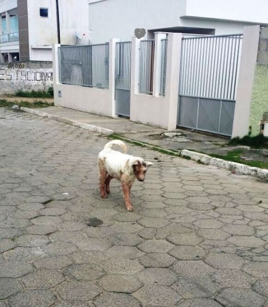 Cena de cachorro vagando pelas ruas do BNH: Dona explica o que aconteceu