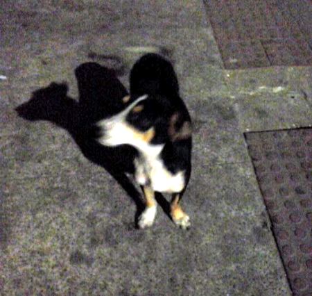 Quem é o dono desse cachorrinho?