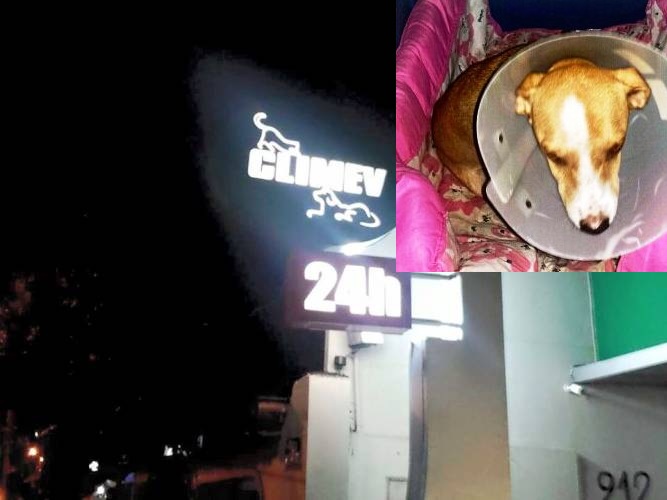 Dono de Vicky quer veterinário 24 horas em Linhares. Confira o sufoco que ele passou