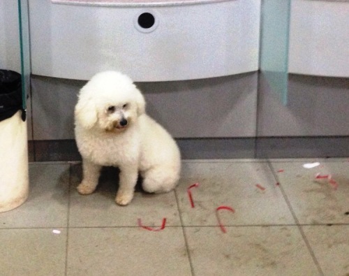 Urgente: quem pode ajudar o Xorro?