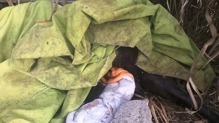 Corpo de cachorro que vagava no BNH é confundido com humano
