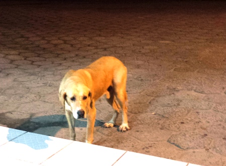 Internauta pede ajuda para cachorro abandonado no São José