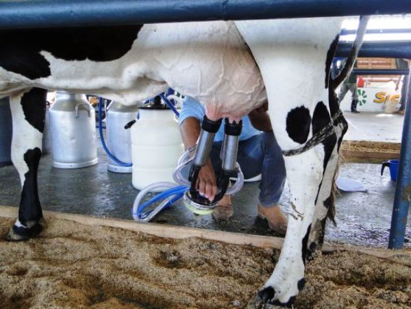 Vai começar a Agro ExpoNorte: minifazendinha, estandes, praça de alimentação e muito mais