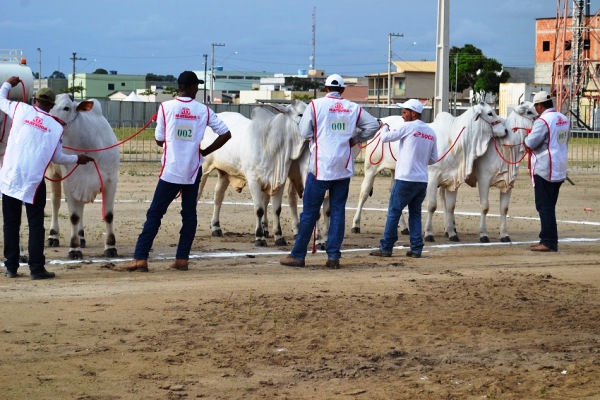 Agro ExpoNorte: Começa ranqueamento do Nelore 
