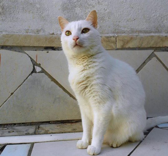 Seu gato: confira seis coisas que gato não deve comer ou beber