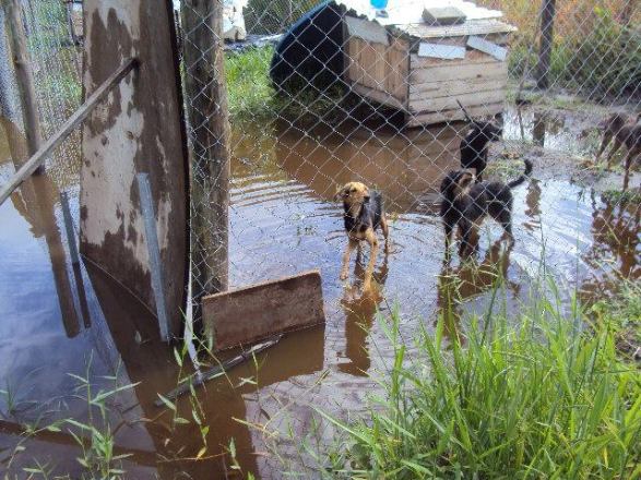 Urgente: cheia invade abrigo de Ong e animais precisam de lar provisório