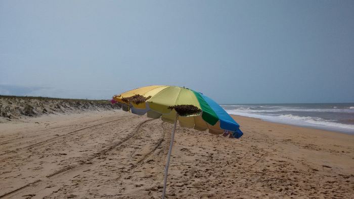 Vejam o que um banhista flagrou na Praia de Pontal do Ipiranga