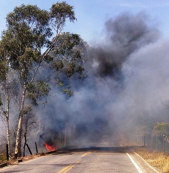 Fogo interdita rodovia estadual, queima plantações e mata nativa em Linhares