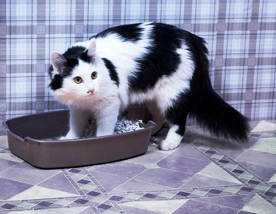 Diarreia em Gatos: se não tratar a tempo, pode complicar