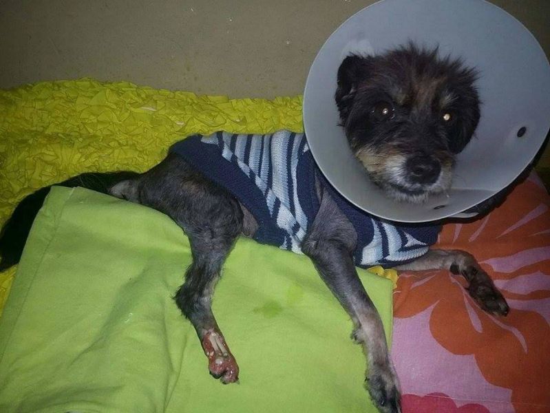 Pérola precisa da sua ajuda para não ter patinha amputada