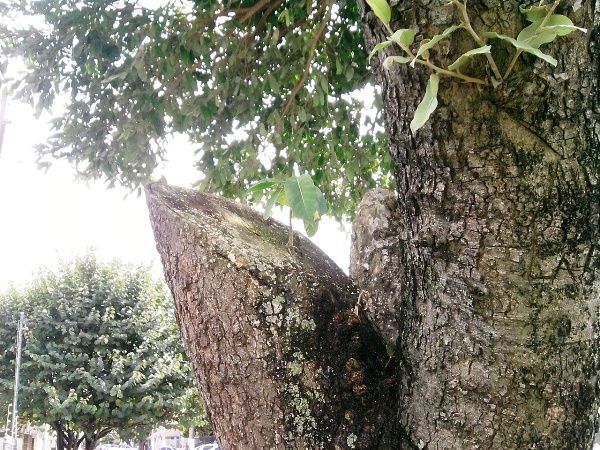 Internauta registra cena curiosa no Centro de Linhares
