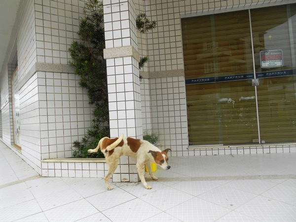 Cena interessante: cachorro de rua toma água, faz xixi e “agradece”