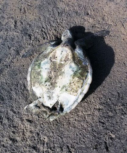 Professor encontra tartaruga morta no litoral de Linhares