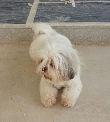 Alegria geral! Sindy está de volta ao lar